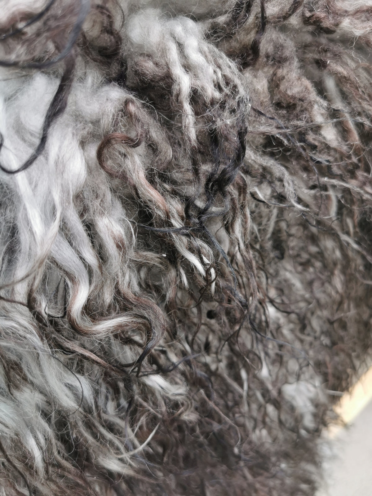 Rare Icelandic sheepskins, grey flamed curly