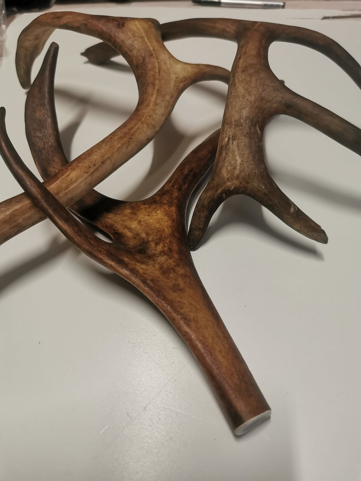 Reindeer antler chew bone for dogs, natural chew snack, dog treat, dental care for dogs, healthy chew items, rich in minerals, strengthens bones and teeth, dental cleaning for dogs, high-quality antler, hand-selected, no artificial additives