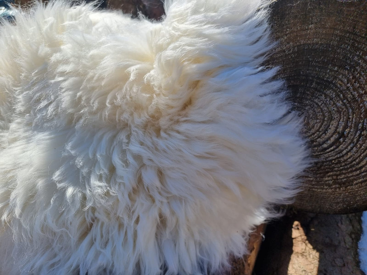 XXXL Schaffell Naturweiß - Riesenfell Lammfell ab 140 cm
