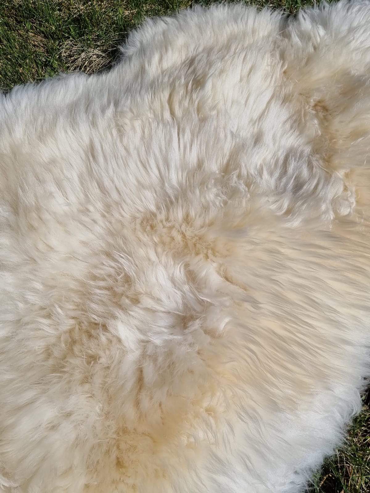 XXXL Schaffell Naturweiß - Riesenfell Lammfell ab 140 cm