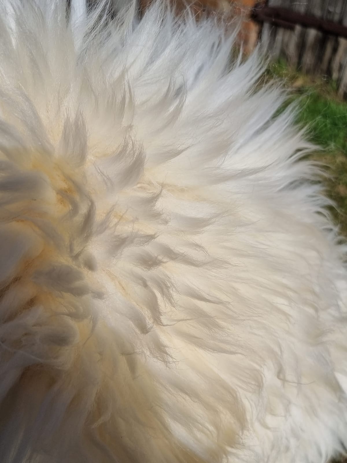 XXXL Schaffell Naturweiß - Riesenfell Lammfell ab 140 cm
