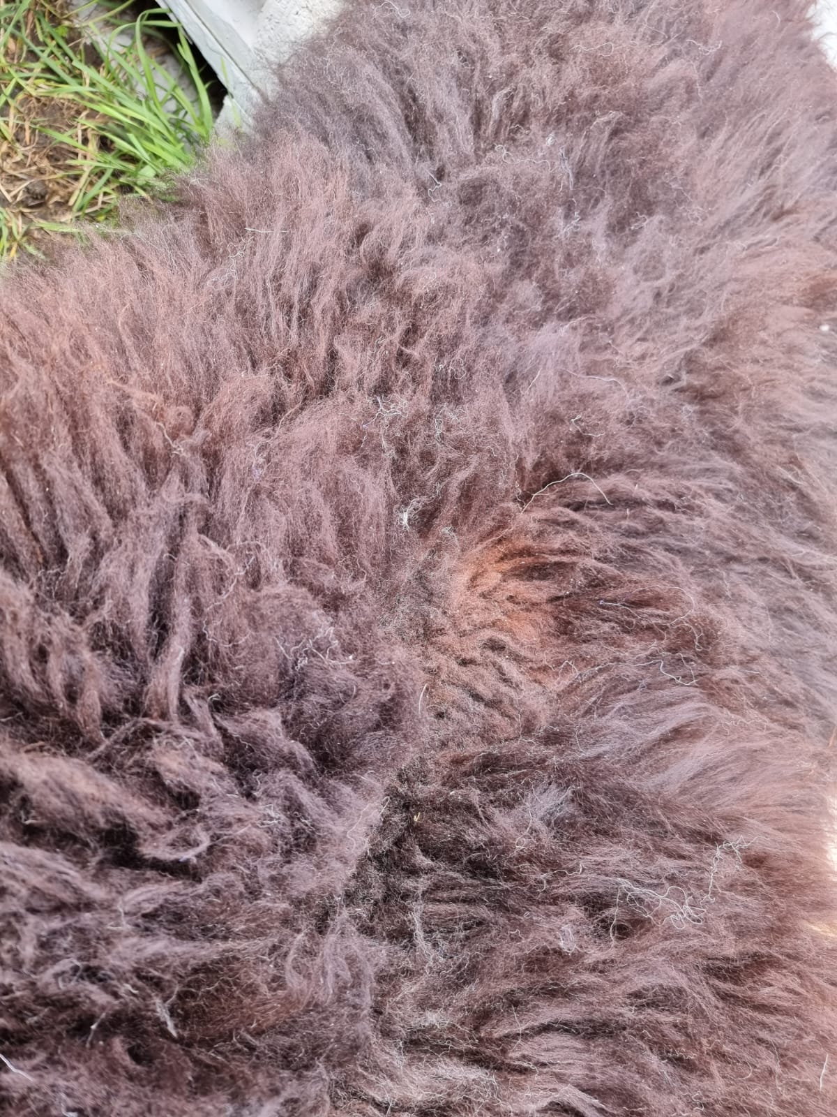 Natural Brown B Sheepskins