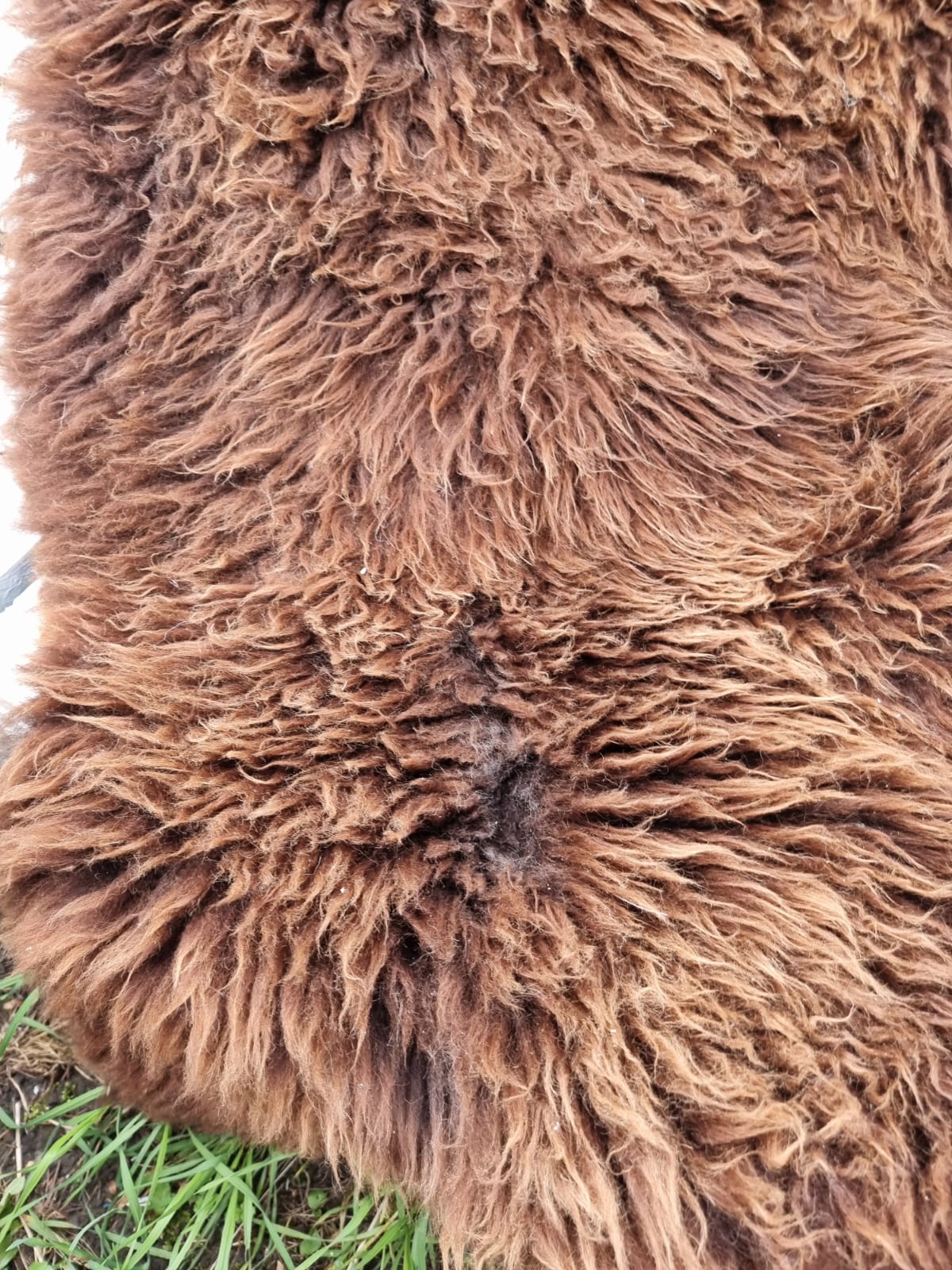 Natural Brown B Sheepskins