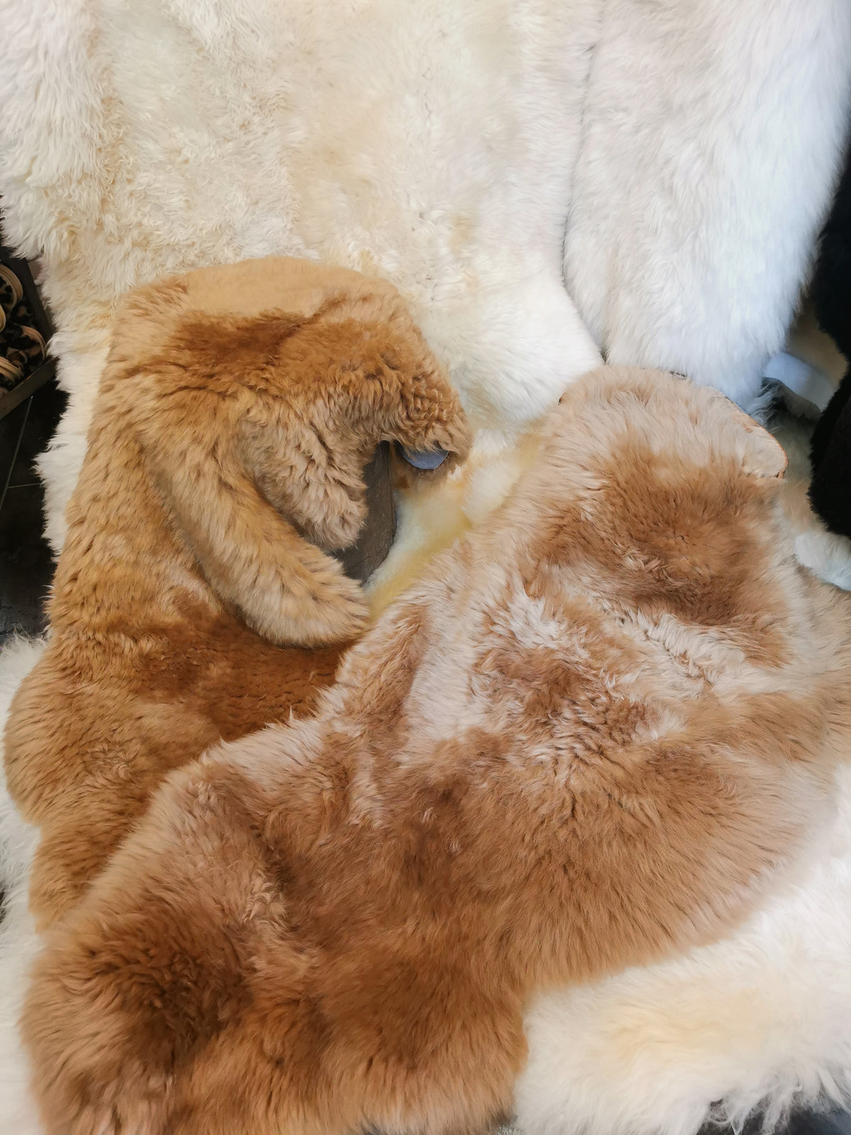 Merino Premium hides in NATURAL White