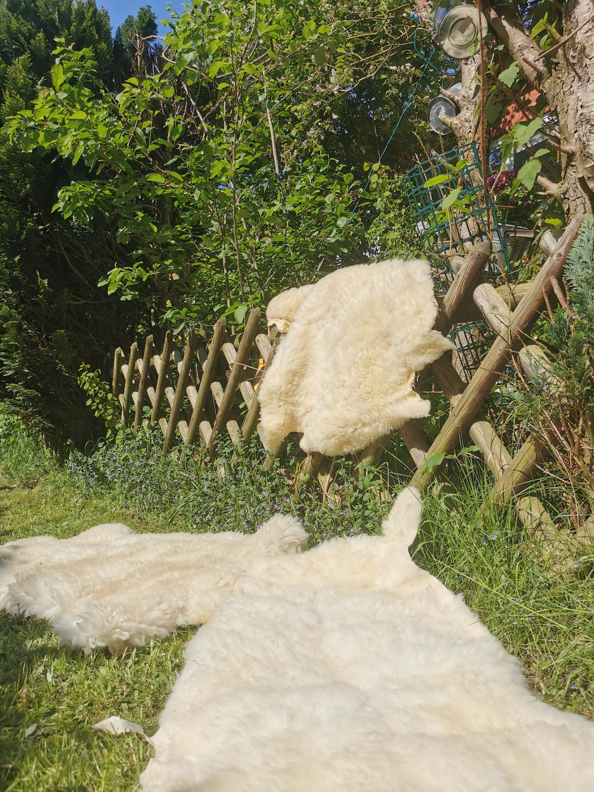 Merino Schaffell Natur Weiß - Premium Lammfell mit dichter Wolle 80-130 cm