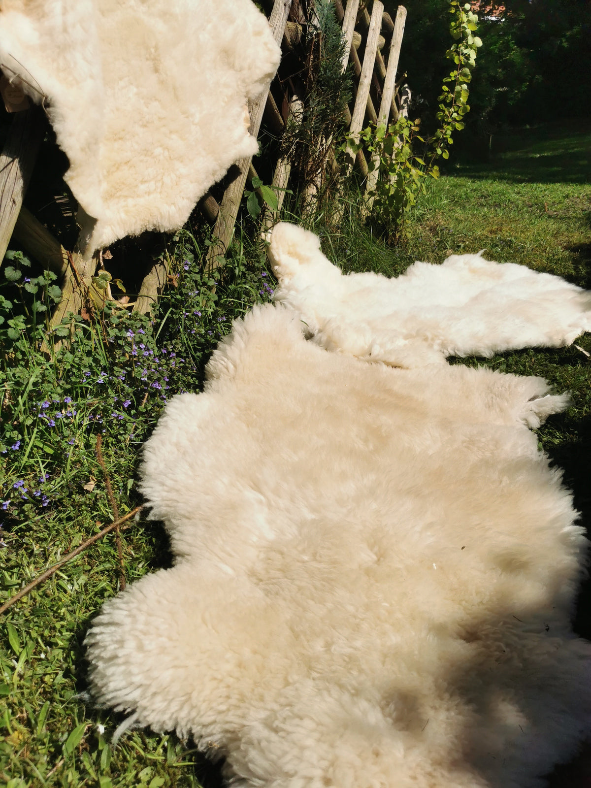Merino Schaffell Natur Weiß - Premium Lammfell mit dichter Wolle 80-130 cm