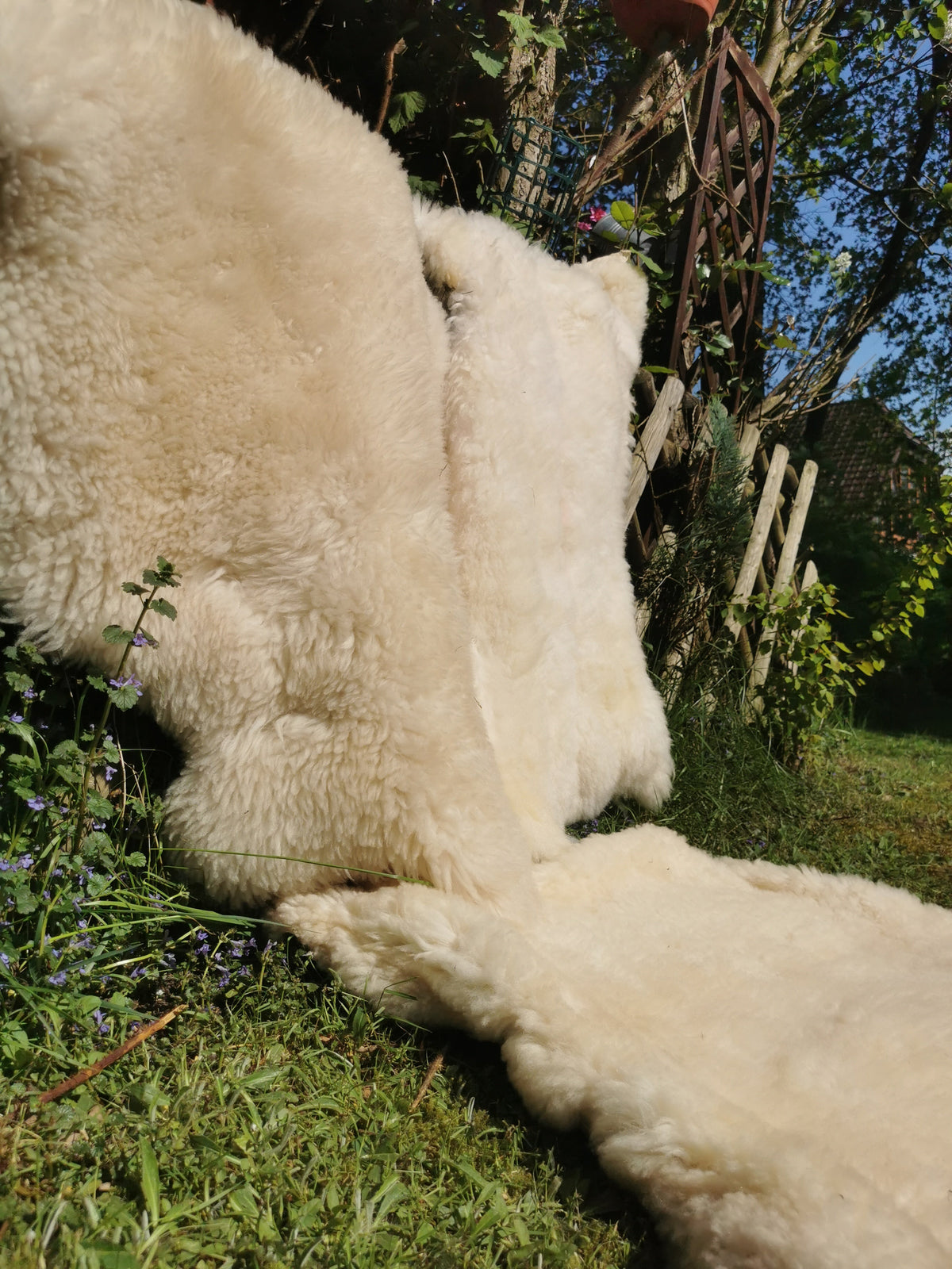 Merino Schaffell Natur Weiß - Premium Lammfell mit dichter Wolle 80-130 cm