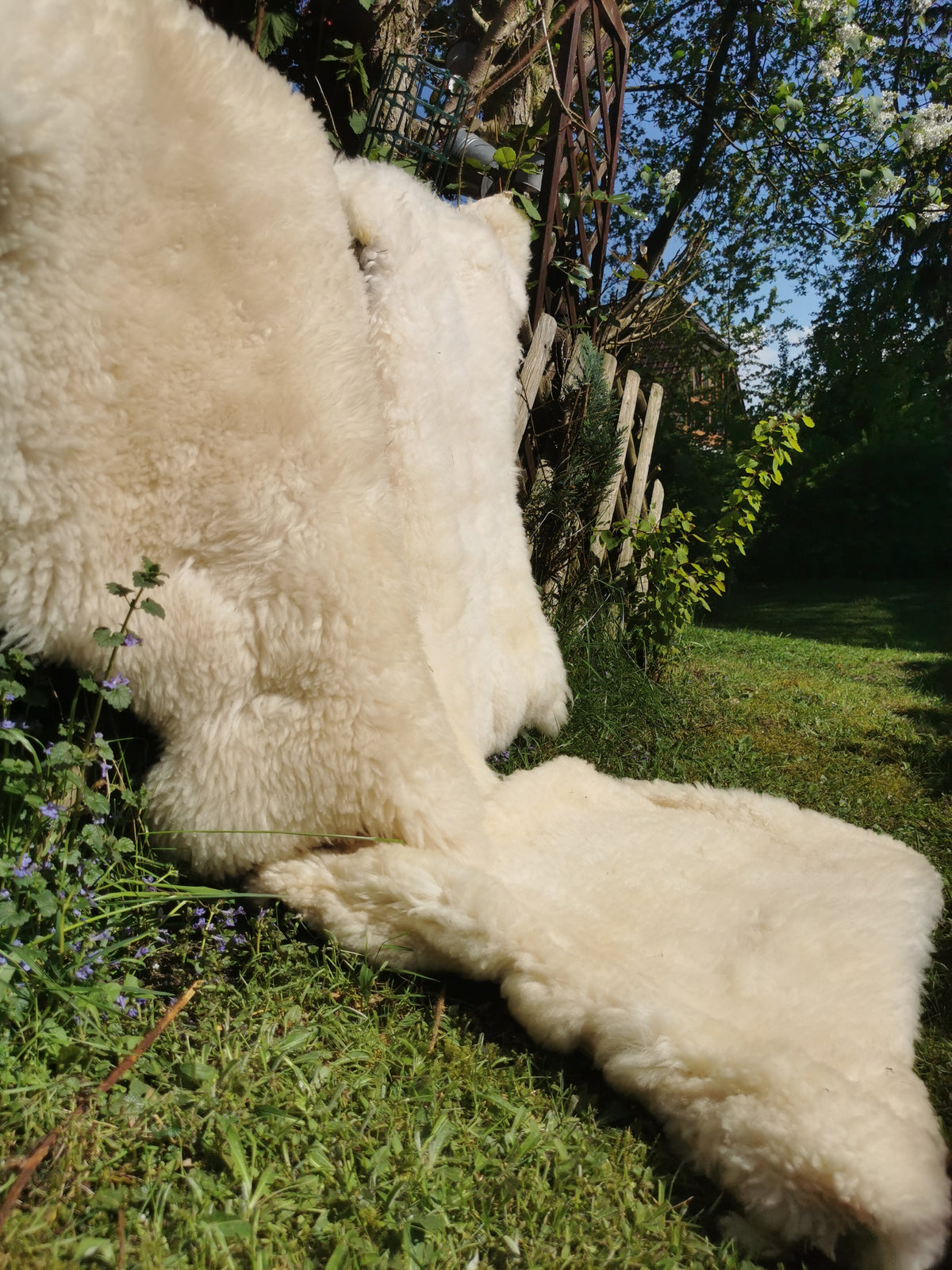 Merino Premium hides in NATURAL White