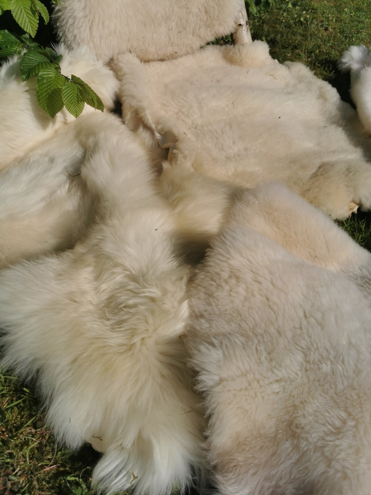 Merino Schaffell Natur Weiß - Premium Lammfell mit dichter Wolle 80-130 cm