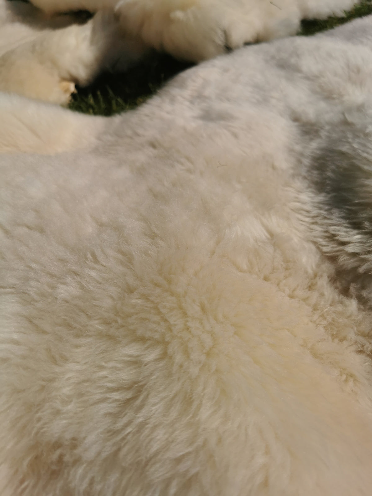 Merino Premium hides in NATURAL White