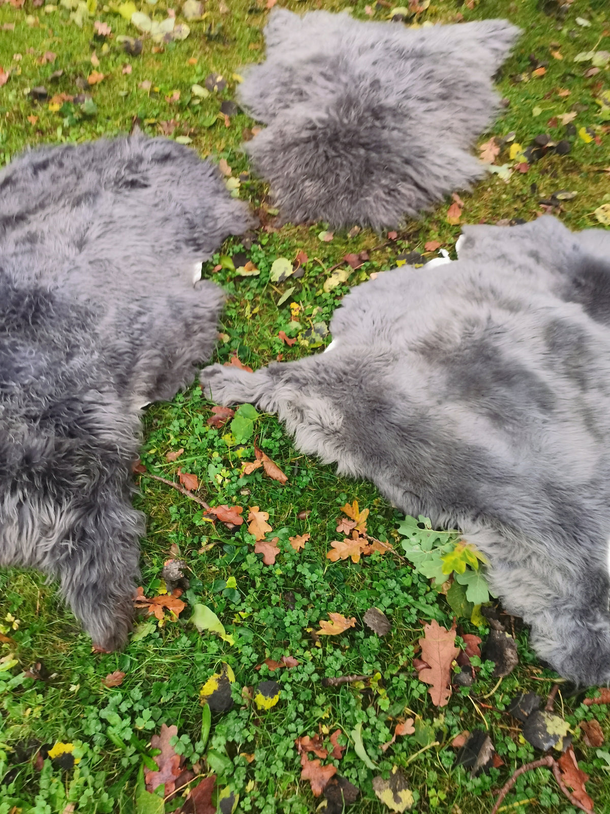 XXL Merino Schaffell Grau - Premium Lammfell mit dichter Wolle 80-130 cm