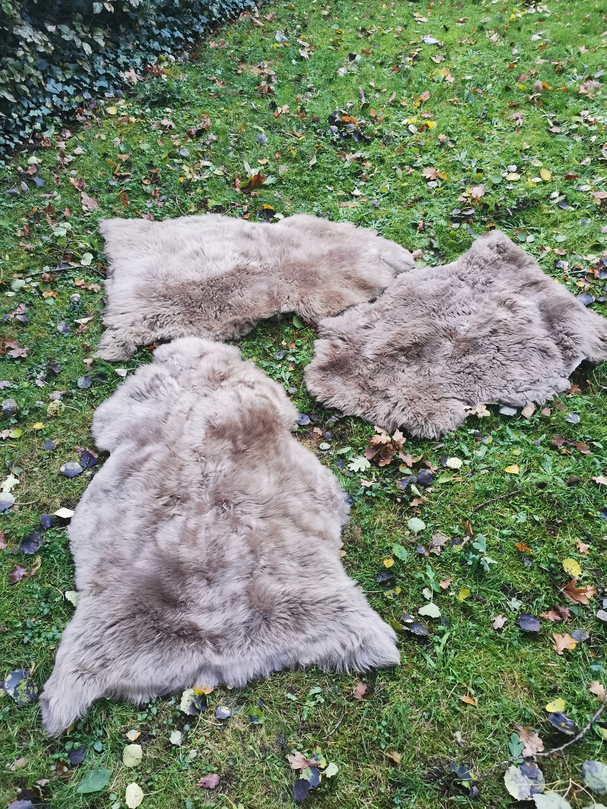 Merino Schaffell Taupe - Premium Lammfell mit dichter Wolle 80-130 cm