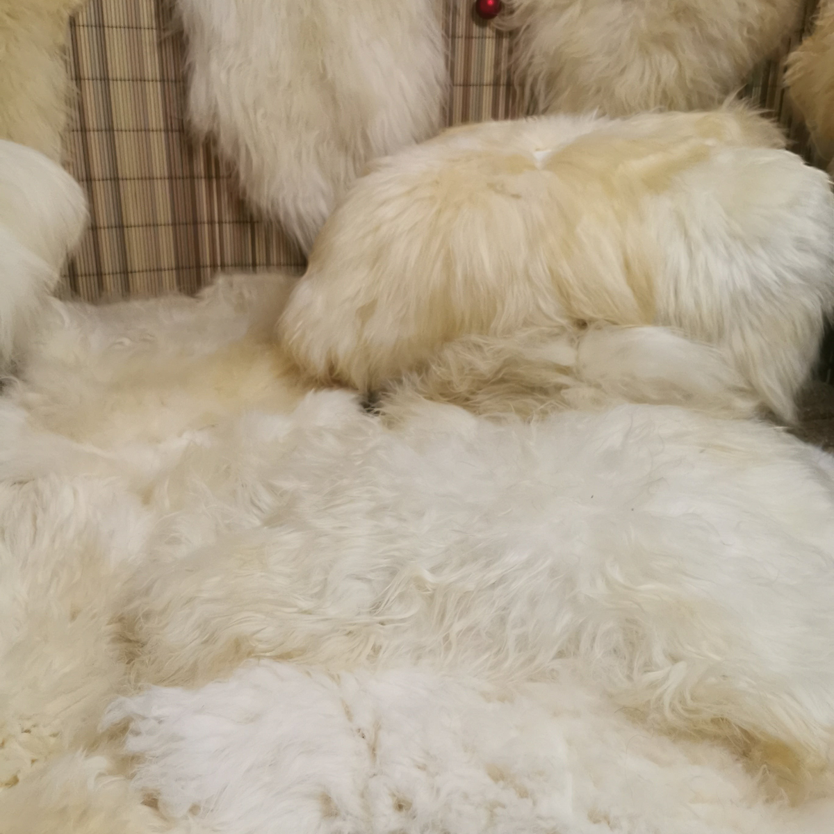XXL Lammfell Schaffell Naturweiß Langhaar - 110-130 cm, 2. Wahl