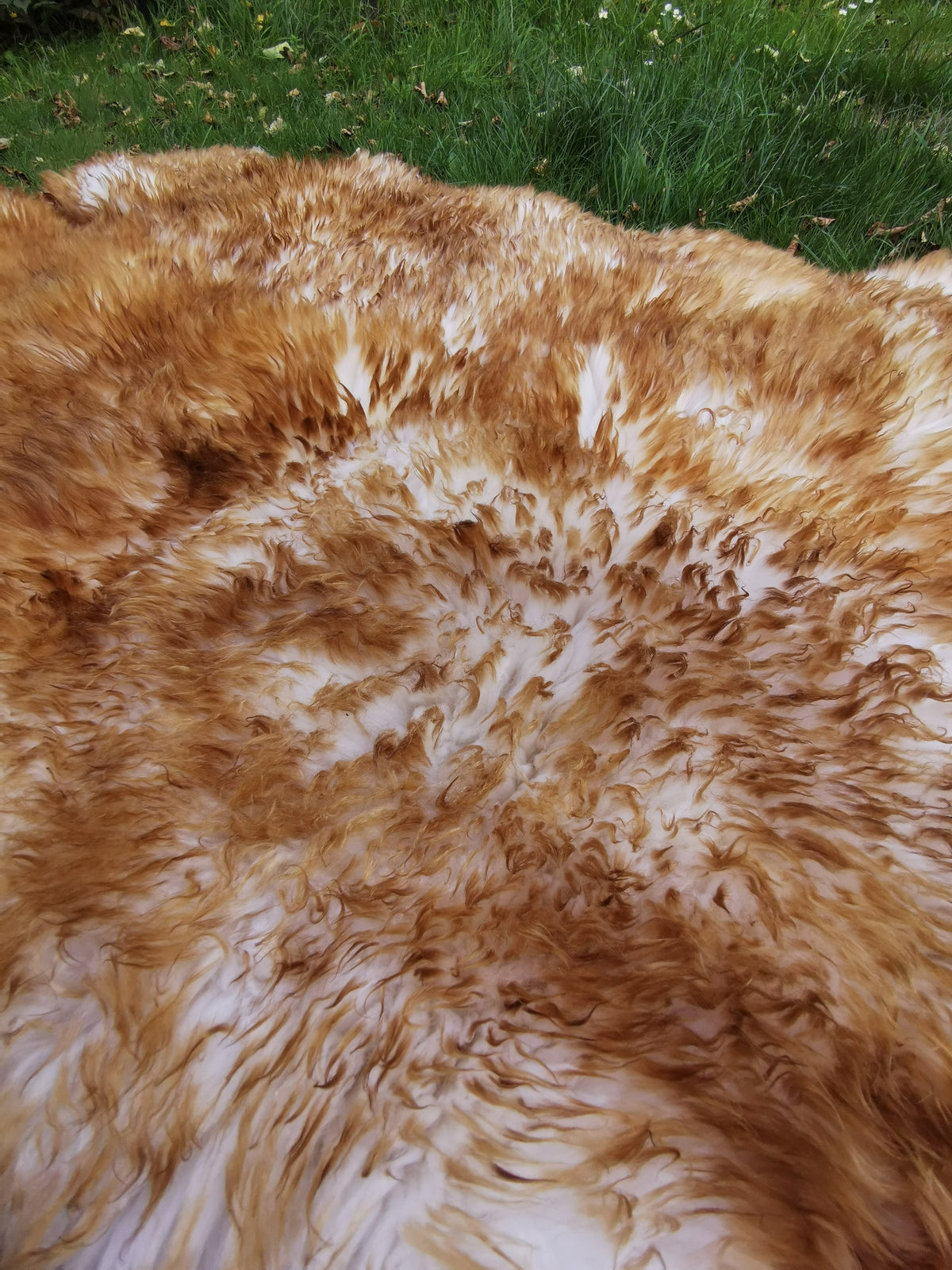 180 x 70cm | XXL Schaffell Echt | Lammfell-Fell-Teppich | Weiß, Braun, Geflammt | 2x vernäht
