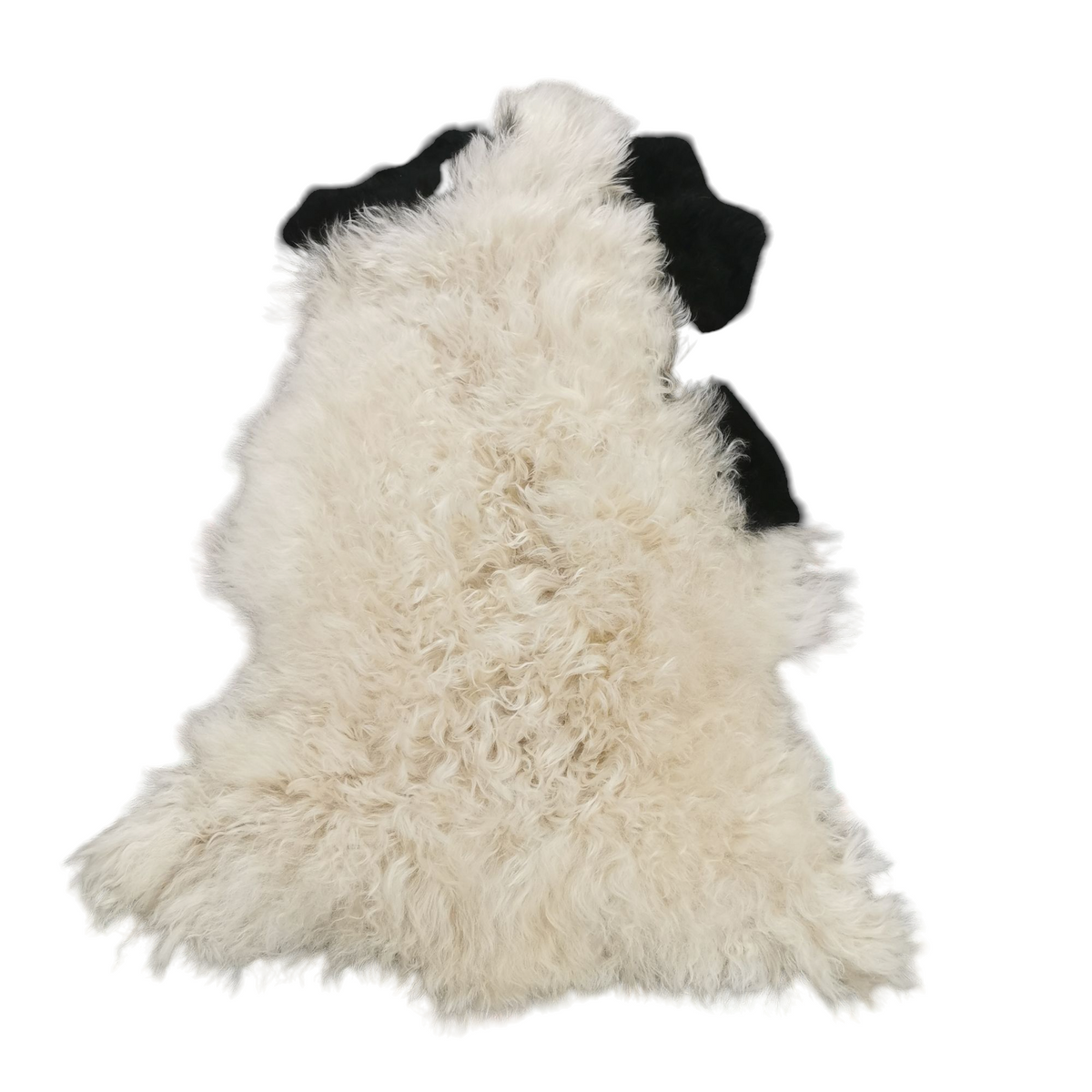 Schaffell 140 cm Gefleckt Jacob - Echtes XXL Lammfell, Feltteppich & Sitzauflage