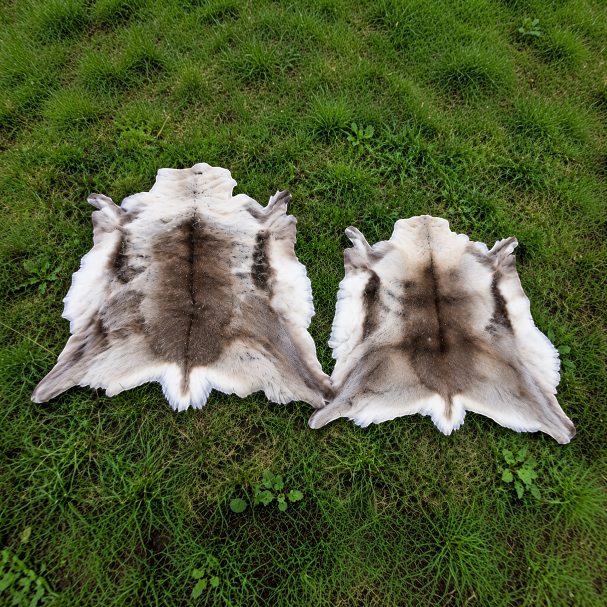 Echtes XL Rentierfell aus Finnland - Premium, ökologisch gegerbt, 130-150 cm