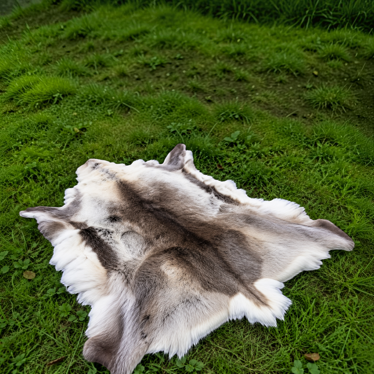 Echtes XL Rentierfell aus Finnland - Premium, ökologisch gegerbt, 130-150 cm