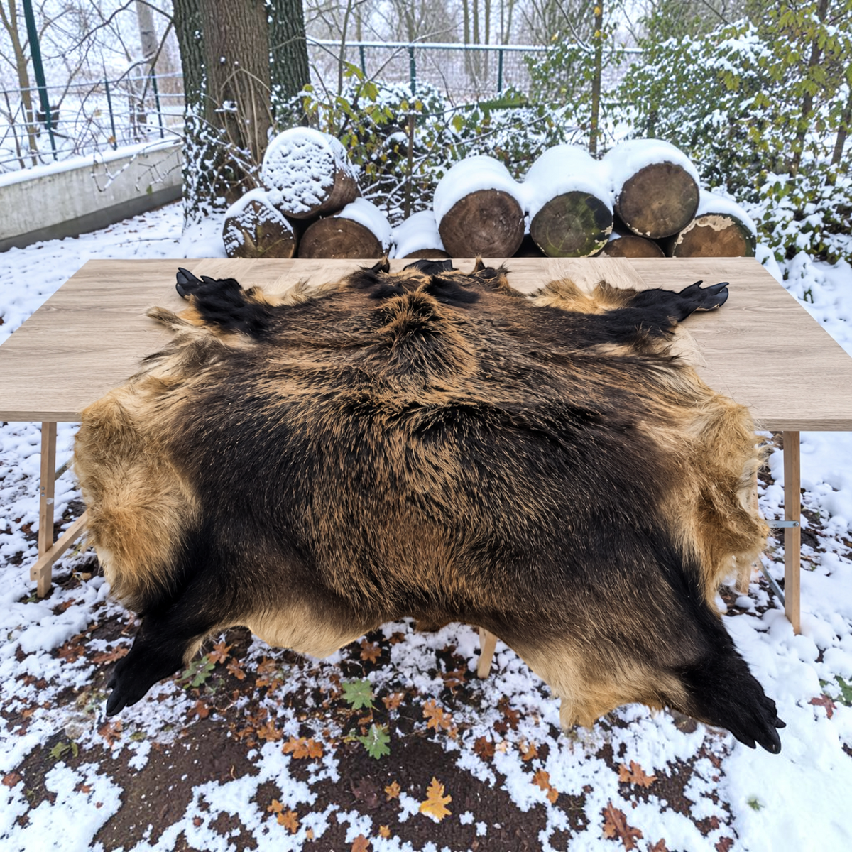 Europäisches Riesen-Wildschweinfell - ca. 130-160 × 90-120 cm | Echtes Naturfell