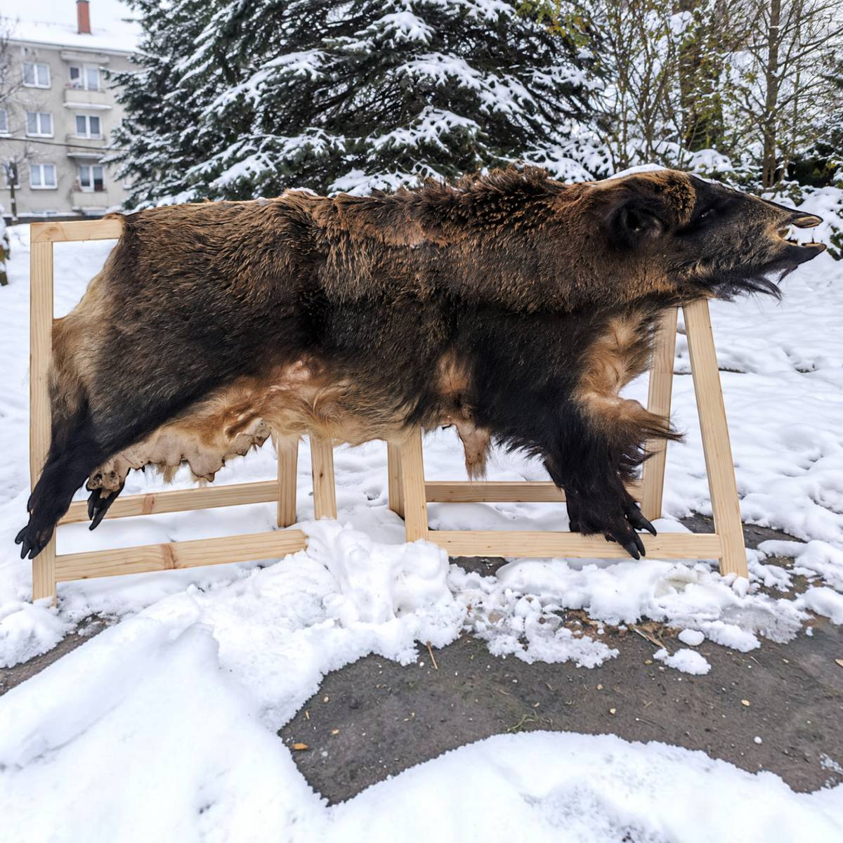 Europäisches Riesen-Wildschweinfell - ca. 130-160 × 90-120 cm | Echtes Naturfell