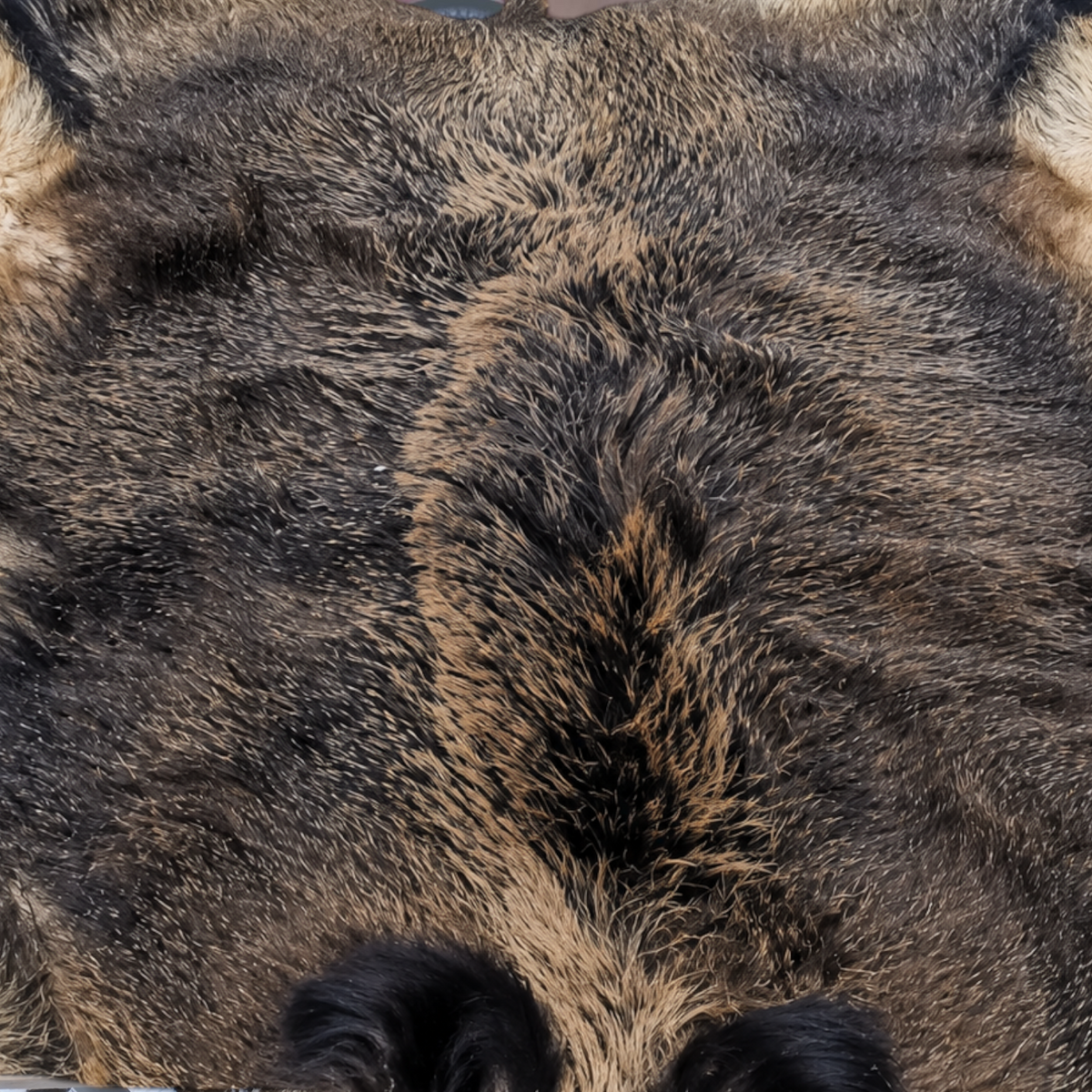 Europäisches Riesen-Wildschweinfell - ca. 130-160 × 90-120 cm | Echtes Naturfell