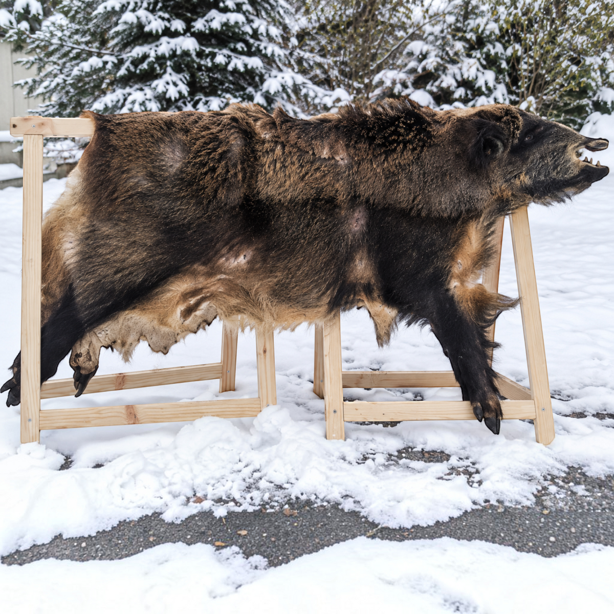 Europäisches Riesen-Wildschweinfell - ca. 130-160 × 90-120 cm | Echtes Naturfell