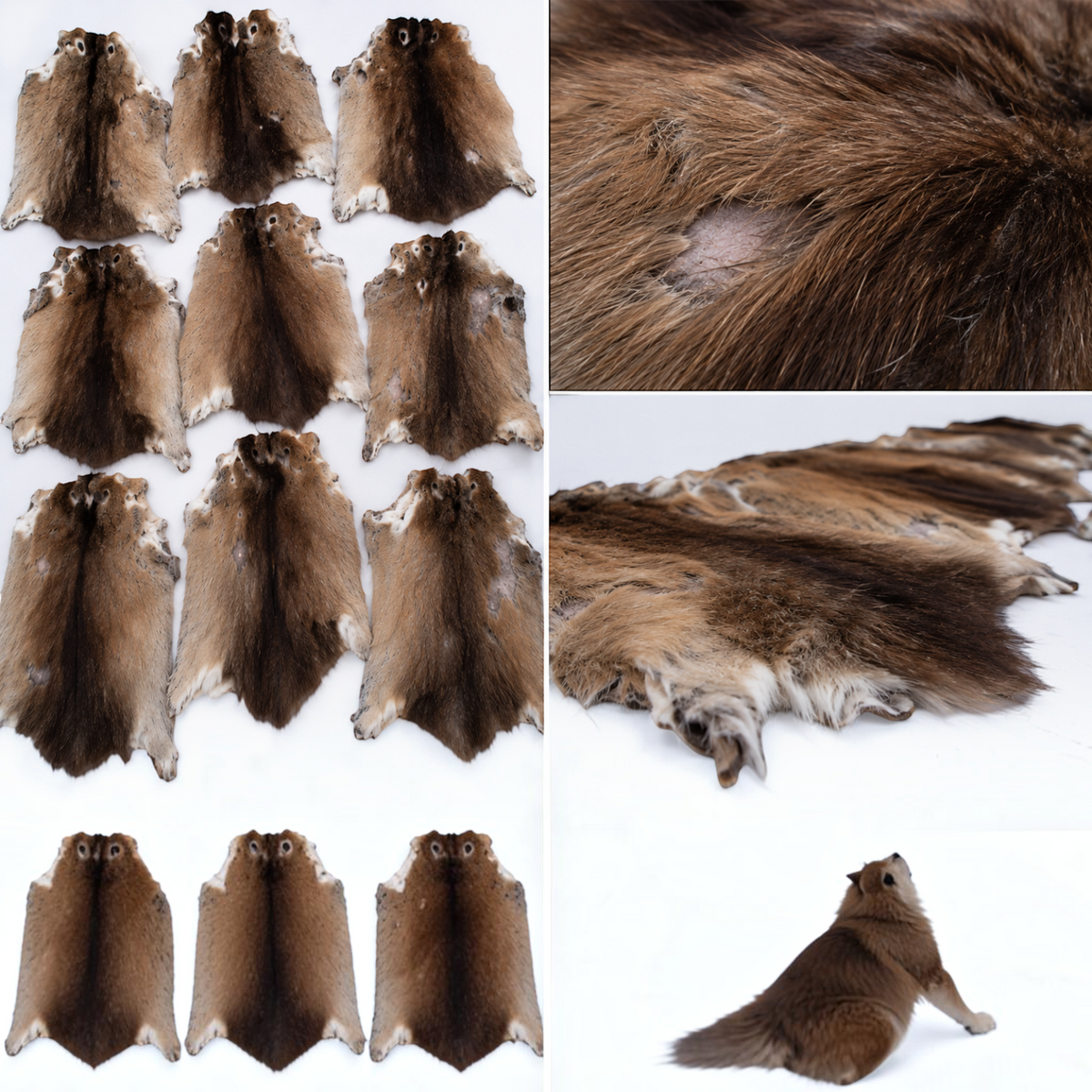 BillyGreen Bisamfelle B-Ware Set mit natürlichen Brauntönen für LARP, Mittelalter-Kostüme und Bastelprojekte.