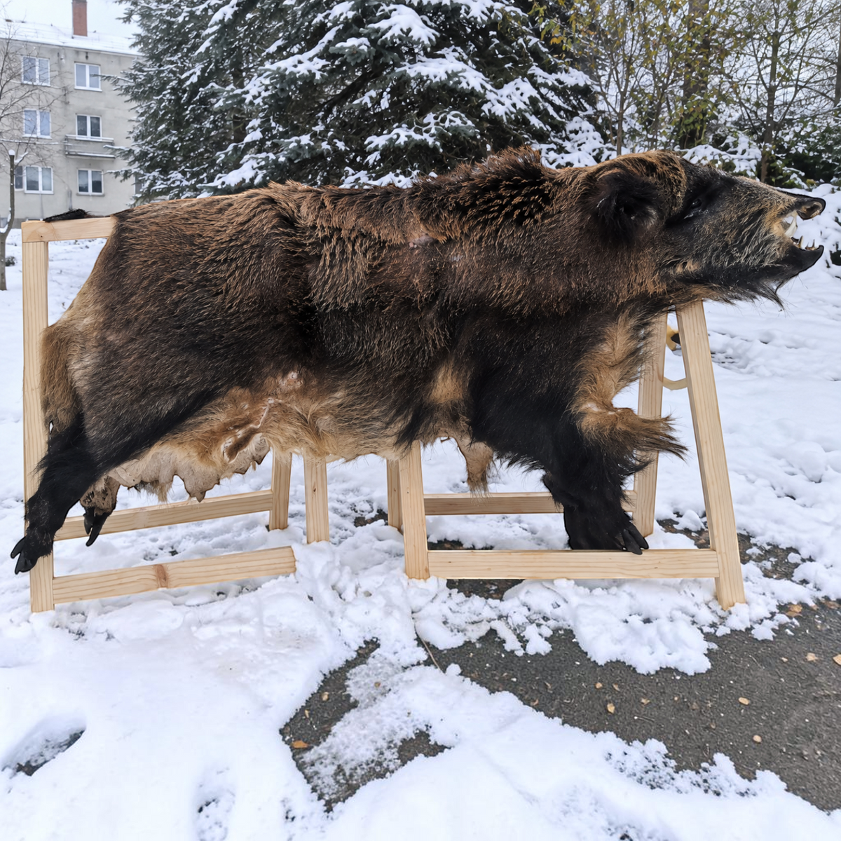 Europäisches Riesen-Wildschweinfell - ca. 130-160 × 90-120 cm | Echtes Naturfell