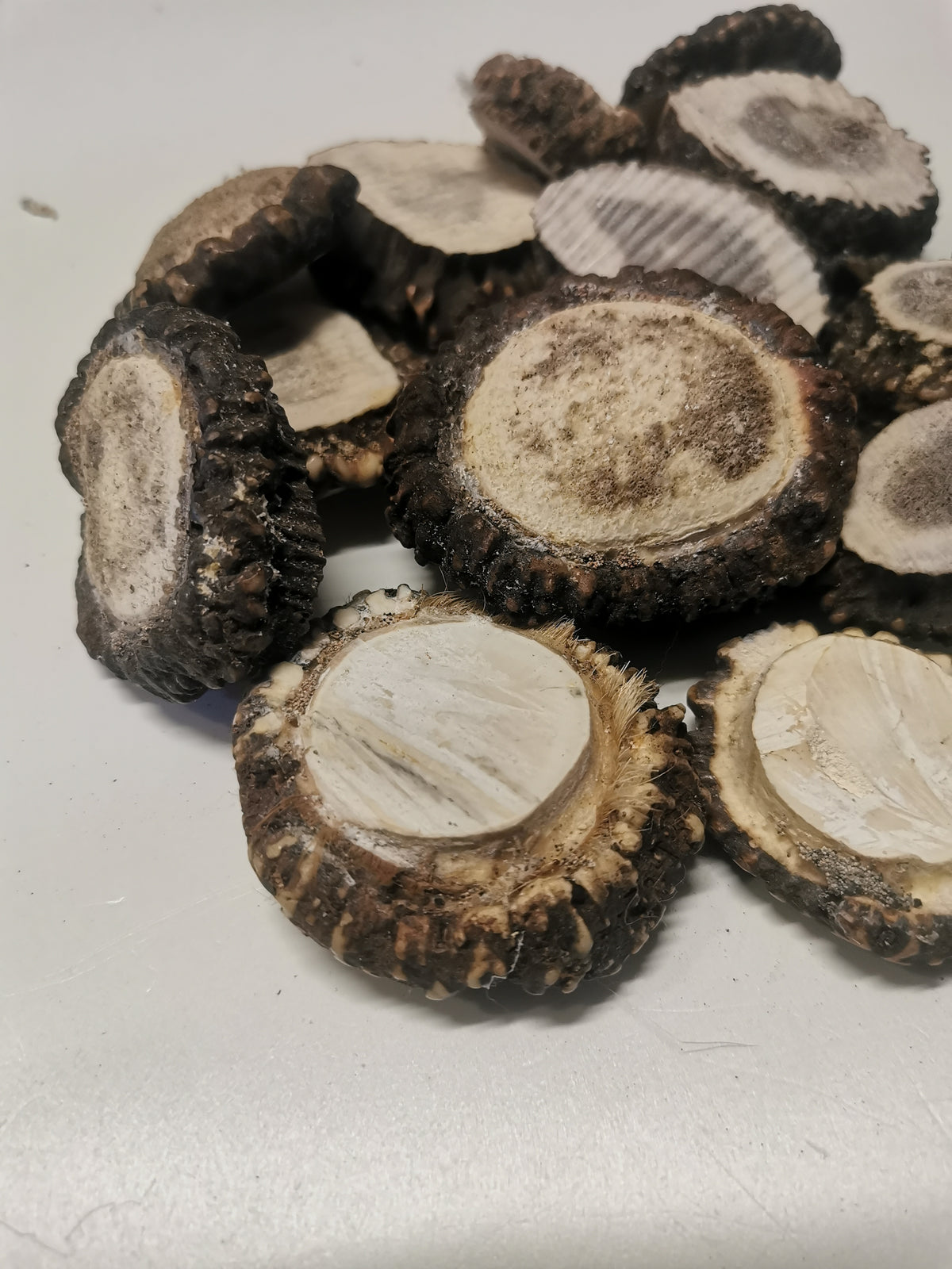 Antler roses, antler rosettes, bussn, crowns, handmade, natural beauty, unique, wall decoration, accessory, ethically sourced antler.