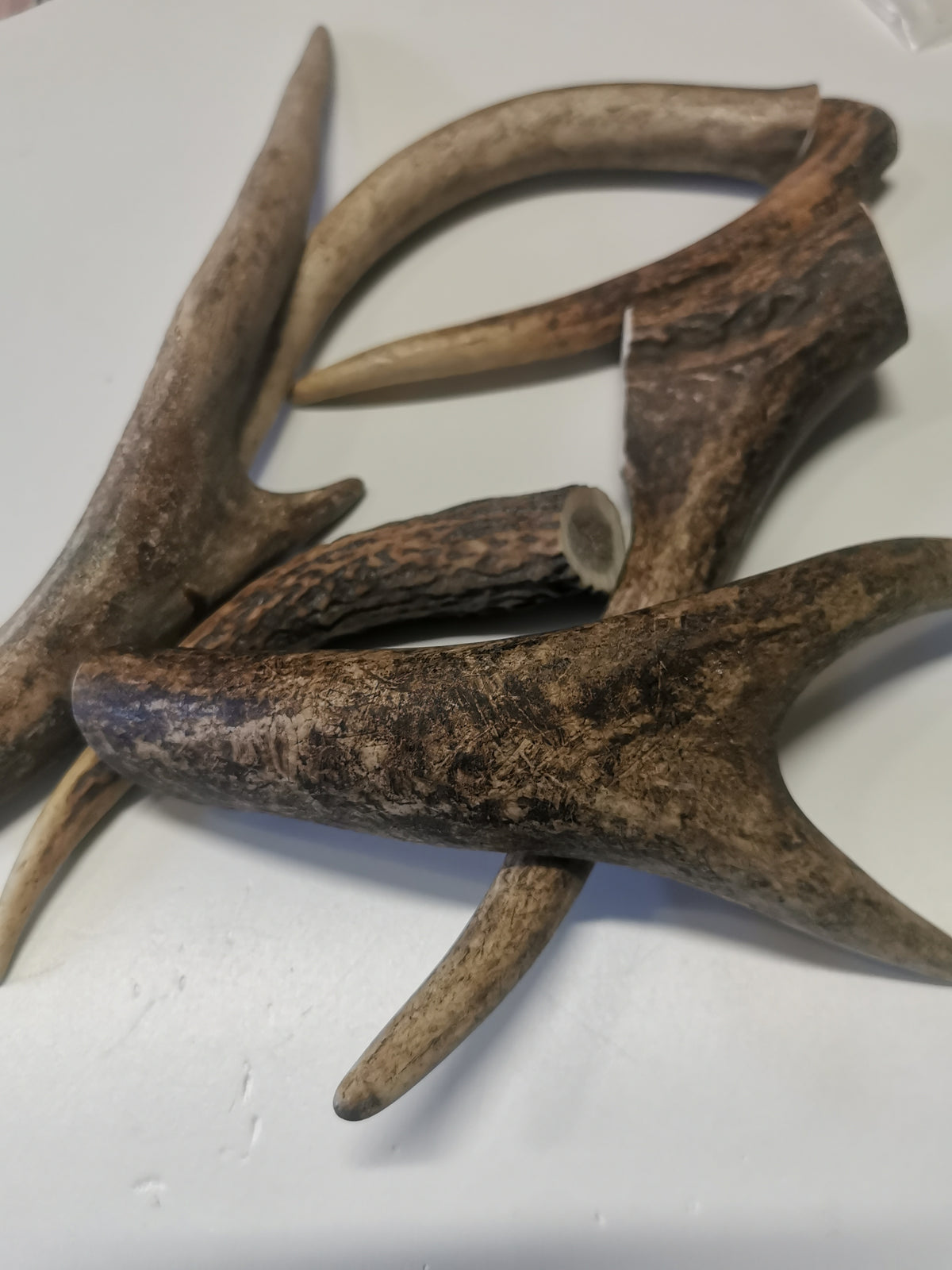 Rothirschgeweih Kauknochen für Hunde - Natürlicher Snack, Zahnpflege & Kalzium