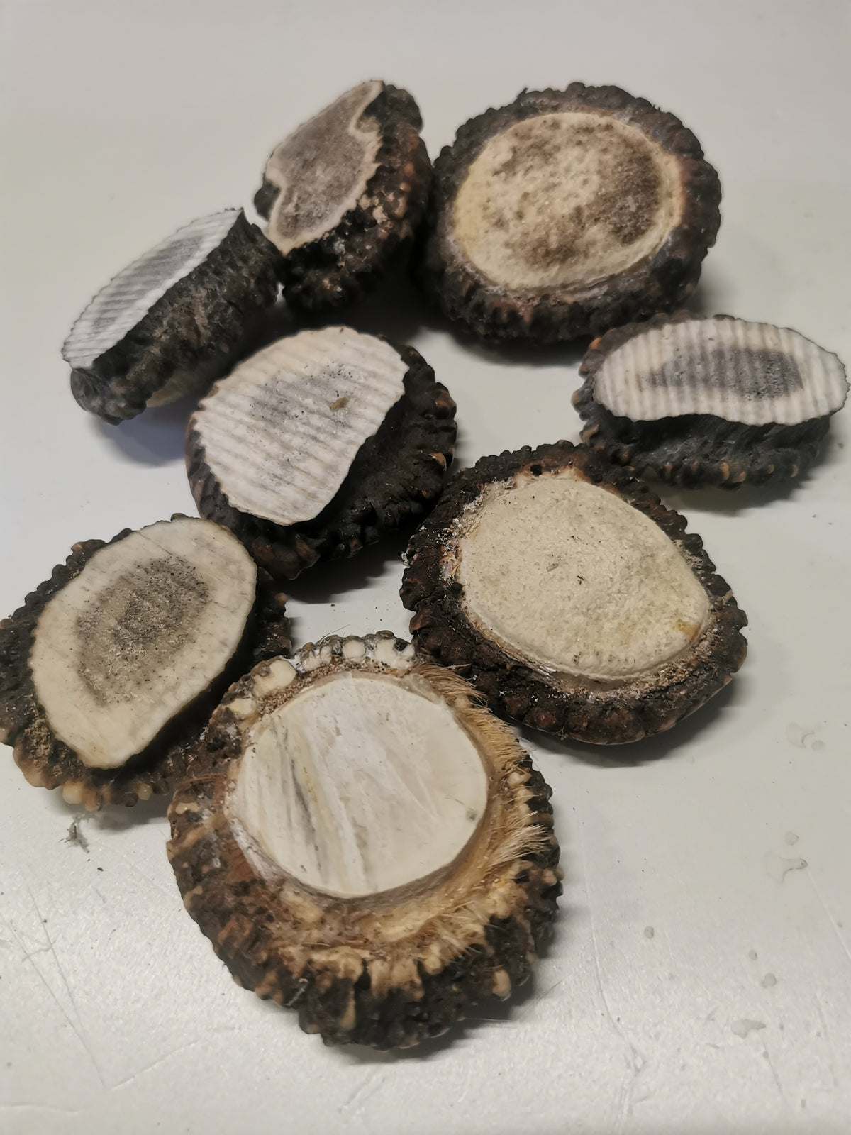 Antler roses, antler rosettes, bussn, crowns, handmade, natural beauty, unique, wall decoration, accessory, ethically sourced antler.