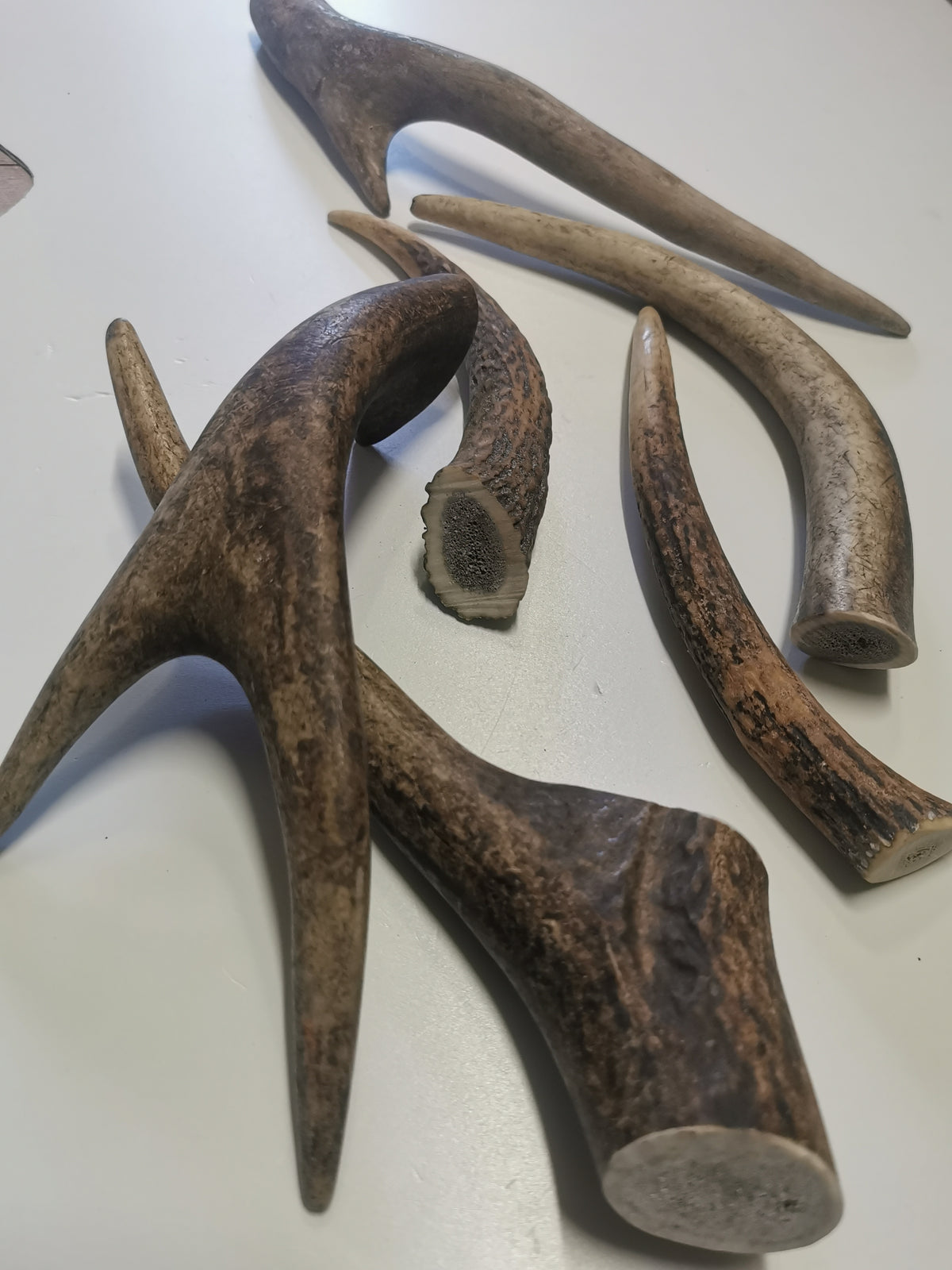 Rothirschgeweih Kauknochen für Hunde - Natürlicher Snack, Zahnpflege & Kalzium